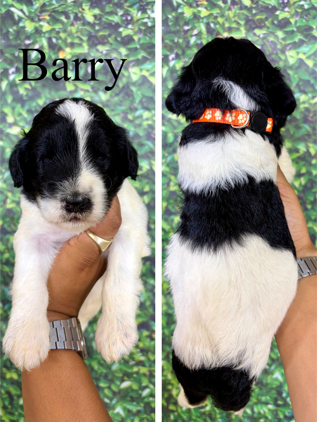 Barry (Orange) 1
